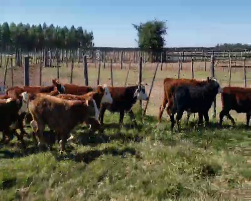Lote 101 Terneros/as en Col. Sta Rosa, Corrientes