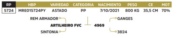 Lote LOTE 31