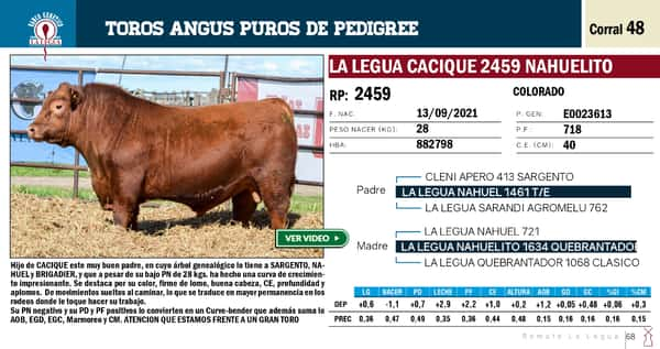 Lote TOROS ANGUS PP