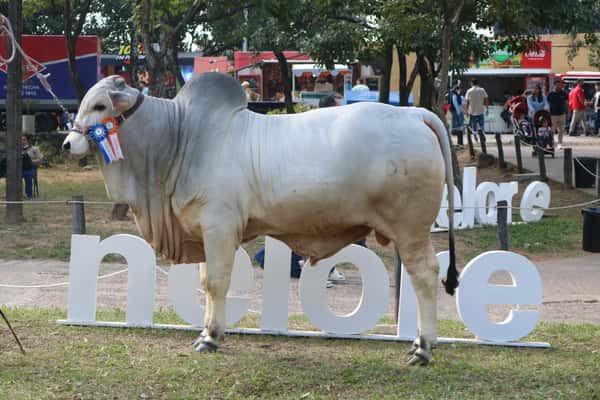 Lote Nelore a Bozal Expo Internacional 2022 RP 83  - Lote 13