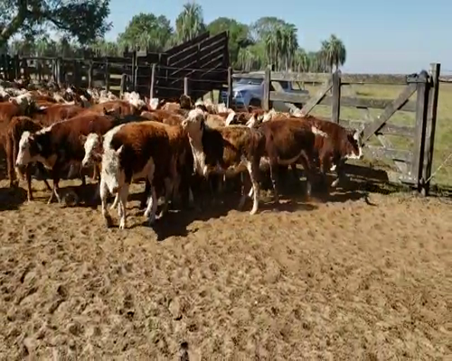 Lote 140 Terneros en San Roque, Corrientes