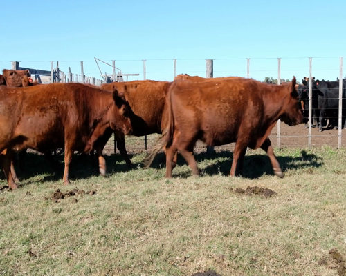 Lote Vacas CGP de 3ra paricion, Madres Angus Seleccionadas., en Olavarria, PBA.-