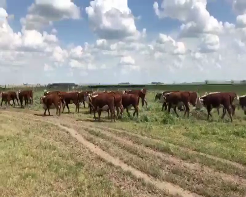 Lote 150 Vaquillonas en Necochea, Buenos Aires