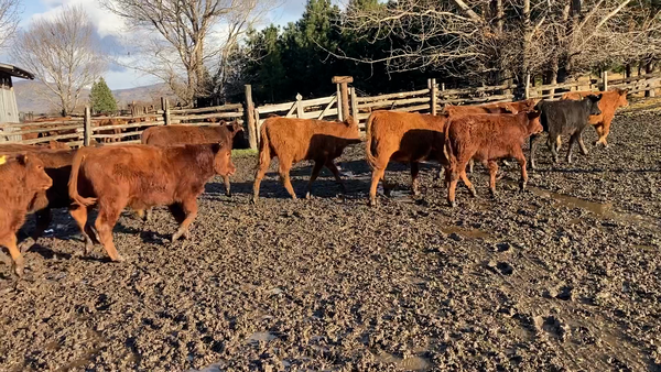 Lote 31 Ternero en Cochrane, XI Región Aysén