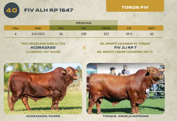 Lote LOTE 40
