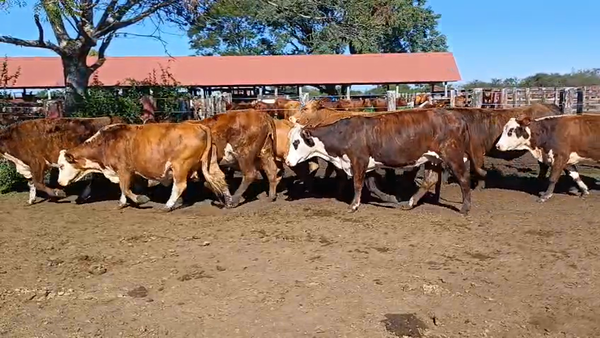 Lote 10 Vacas nuevas Preñadas