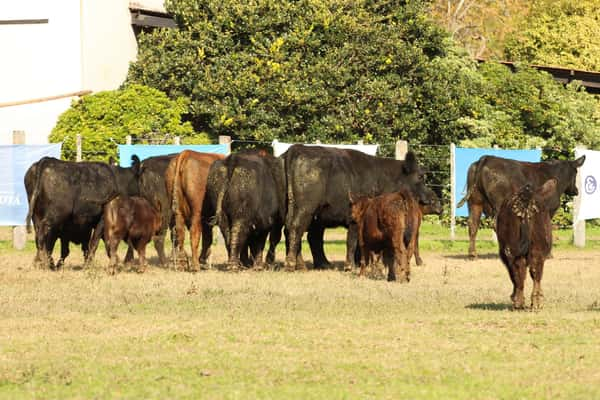 Lote CABAÑA “COEMBOTÁ” de Calderón: 8 VAQUILLAS MAS PARIDAS