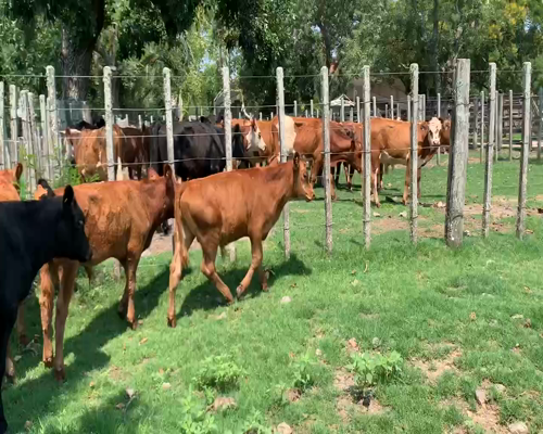 Lote 4 Terneros en Melo, Cerro Largo