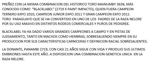 Lote PREÑEZ Nelore a Bozal Expo Internacional 2022 - Lote 5
