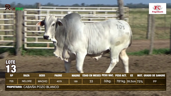 Lote TORO - NELORE