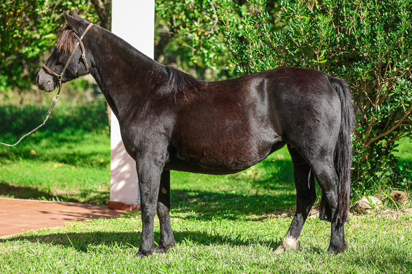 Lote CATANDUVA ZOE