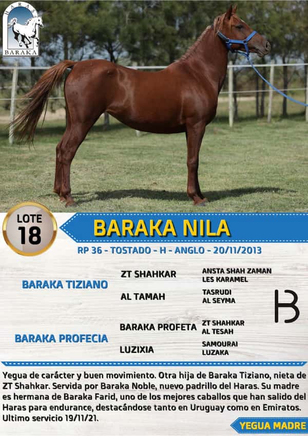 Lote BARAKA NILA