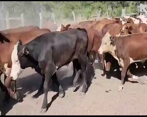 Lote 60 Terneros en Perugorría, Corrientes