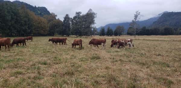 Lote 50 Vaquilla Engorda en XIV Región Los Ríos, Futrono