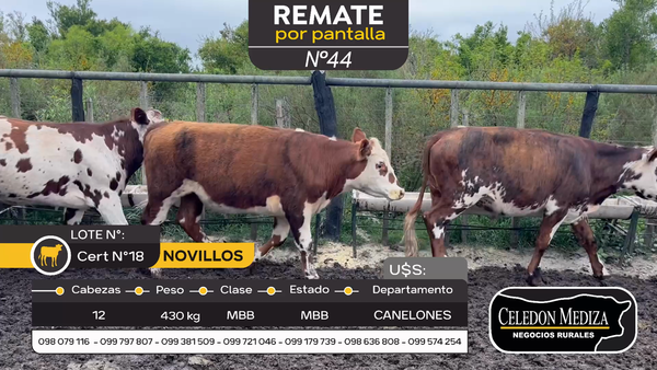 Lote 12 Novillos en Otra Localidad, Canelones