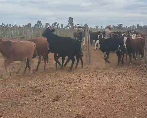Lote 70 Novillitos en Tintina, Santiago del Estero