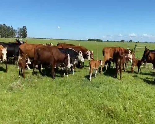 Lote 50 Vacas CUT con cría en Goya, Corrientes
