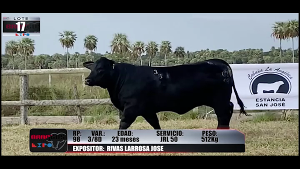 Lote Brangus a Campo Expo 2022 - Lote 17