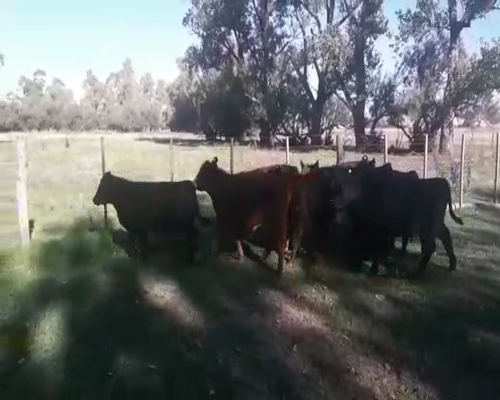 Lote 10 Terneros/as en arboledas, Buenos Aires