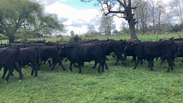 Lote 115 Vaquilla Engorda en Puyehue, X Región Los Lagos