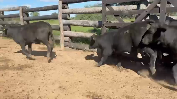 Lote 200 Novillitos en Formosa, Estanislao Del Campo