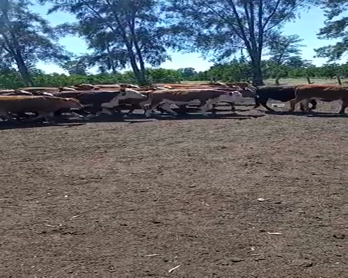 Lote 100 Terneras en Mocoretá, Corrientes
