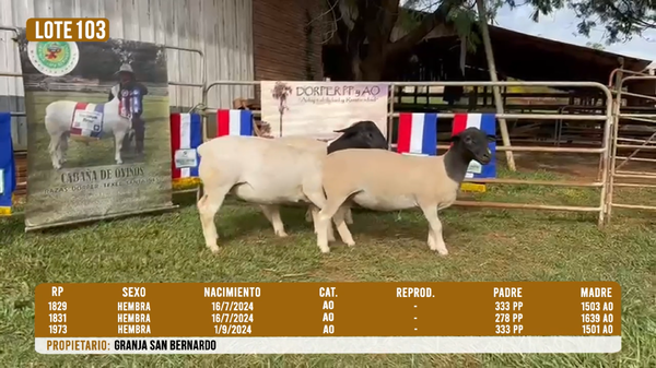 Lote LOTE 103- DESTACADO