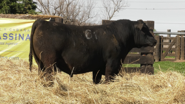 Lote TOROS ANGUS PURO CONTROLADO