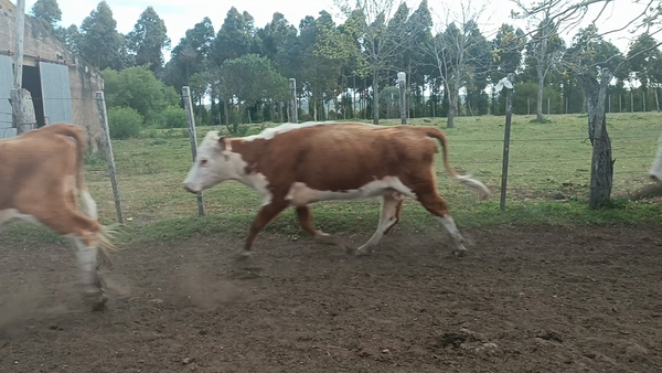 Lote 37 Vacas de Invernada en Santa Clara de Olimar, Treinta y Tres