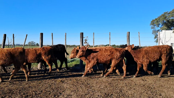 Lote 150 Terneros/as