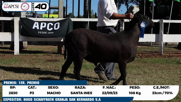 Lote LOTE 40
