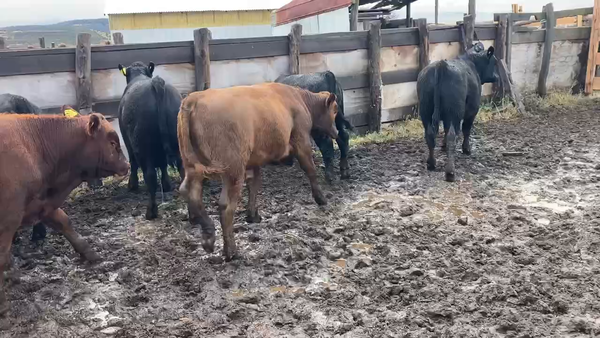 Lote 28 Ternero en Coyhaique, XI Región Aysén