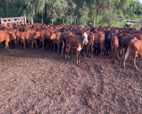 Lote 150 Terneros en Juan José Castelli, Chaco