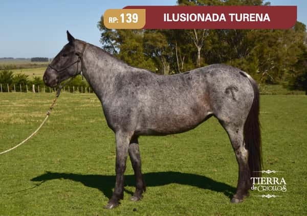 Lote RP. 139 - ILUSIONADA TURENA - TURENA