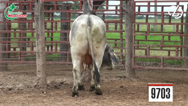 Lote Toros Brahman