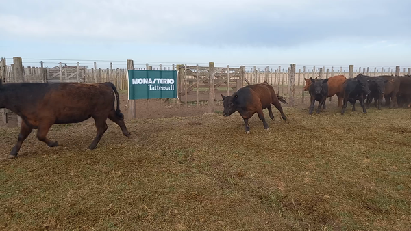 Lote 50 Novillitos en Tres Arroyos