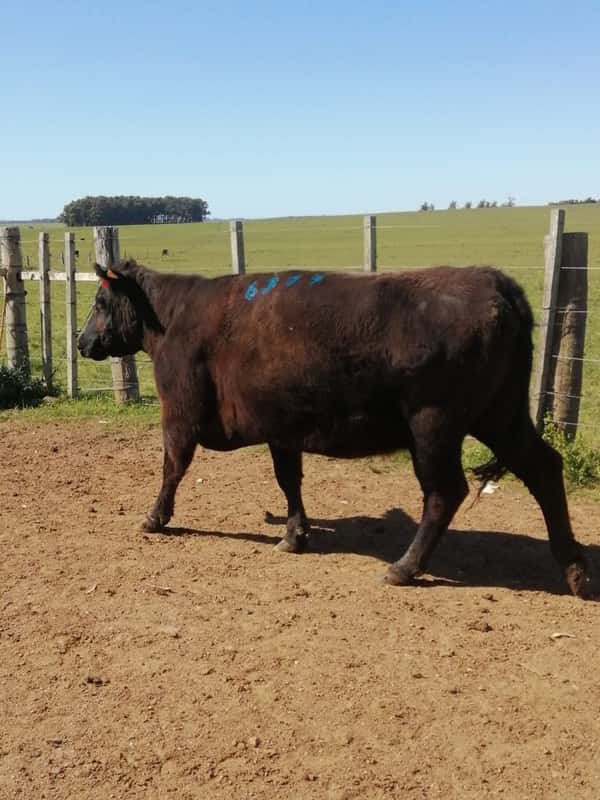 Lote 7 VACAS SA PREÑADAS en Rocha