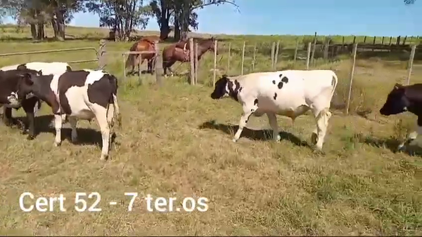 Lote TERNEROS
