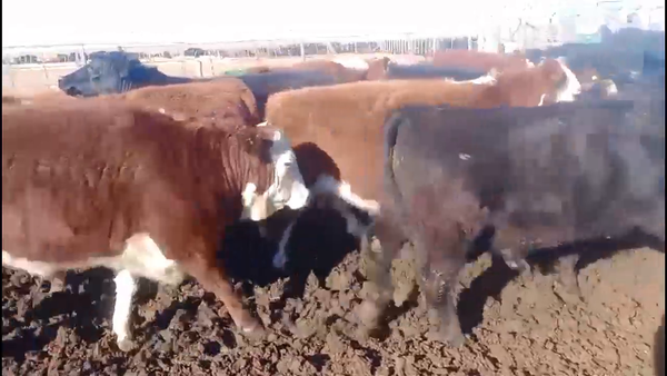 Lote 47 NOVILLITOS