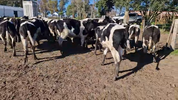 Lote 40 Novillos a remate en Pantalla Camy, San José