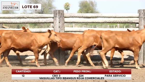 Lote LOTE 69