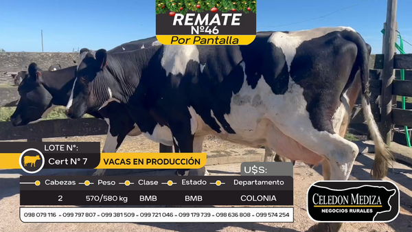 Lote 2 Vacas preñadas en Ombúes Lavalle, Colonia