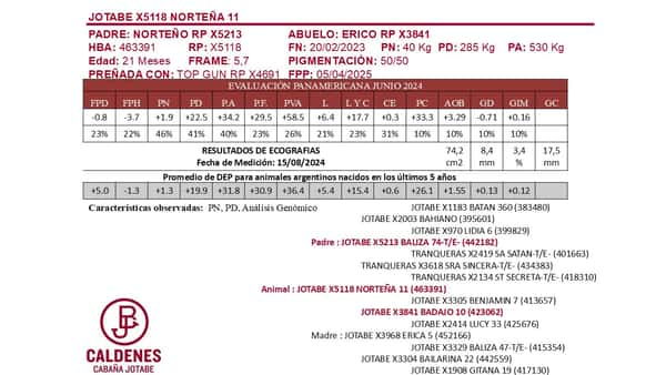 Lote VAQUILLONAS PURAS DE PEDIGREE PREÑADAS