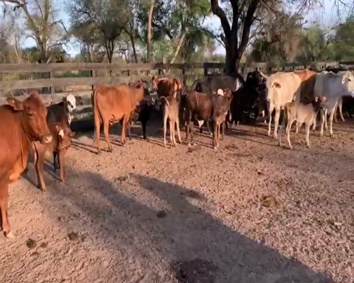 Lote 61 Vacas medio uso en Juan José Castelli, Chaco