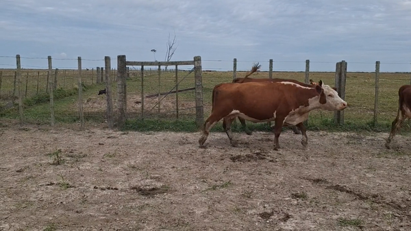 Lote 138 Piezas de cría en Treinta y Tres