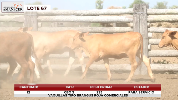 Lote LOTE 67