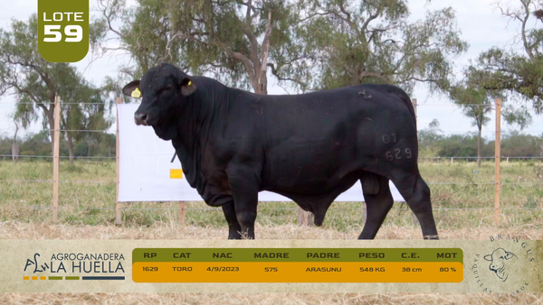 Lote LOTE 59