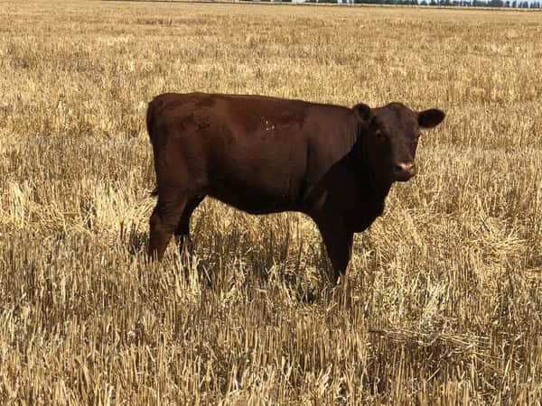 Lote 140 Terneros/as en Buenos Aires, Tres Arroyos