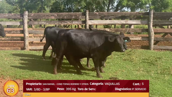 Lote LOTE 63 - EN VIVO