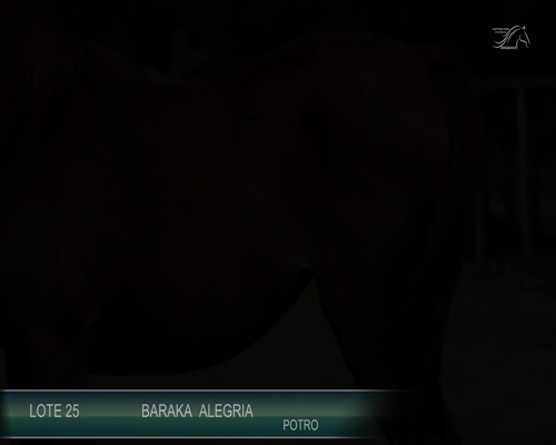 Lote BARAKA ALEGRIA